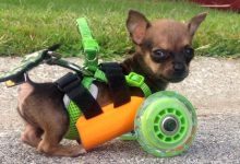 Bild von Malteser Hund bilder fürs handy