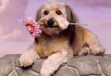 Bild von Malteser Hund Ähnliche Rassen bilder fürs handy
