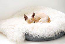 Bild von Mein Hund bilder fürs handy