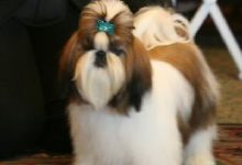Bild von Milben Hund bilder fürs handy