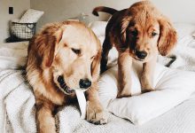 Bild von Mini Hunde Bilder fürs handy