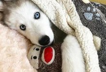 Bild von Mini Hunde Bilder Für Whatsapp bilder fürs handy