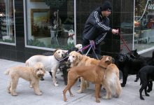 Bild von Mini Hunde Bilder Kostenlos Herunterladen bilder fürs handy