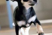 Bild von Mischlingshund Welche Rassen bilder fürs handy