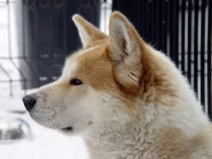 Mittelgroße Hunde Langhaar 300x225 - Hunde Bilder Zum Ausdrucken Kostenlos Für Whatsapp