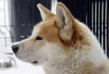 Bild von Mittelgroße Hunde Langhaar bilder fürs handy