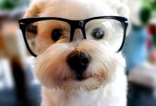 Bild von Mittelgroße Hunde Mit Bild bilder fürs handy