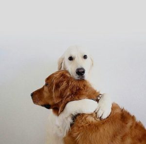 Mittlere Hunderassen Kurzhaar 300x297 - Schöne Bilder Von Hunden Für Facebook