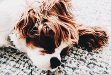 Bild von Mops Hund bilder fürs handy