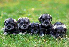 Bild von Niedliche Hunde Bilder fürs handy
