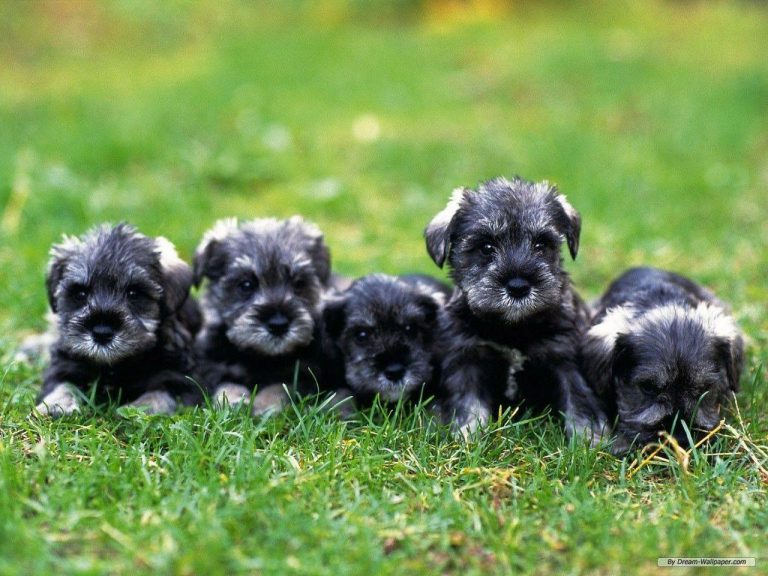 Niedliche Hunde Bilder