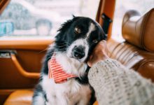Bild von Niedliche Hunde Bilder Für Facebook bilder fürs handy