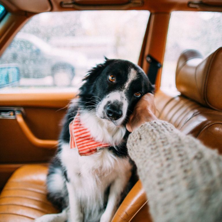 Niedliche Hunde Bilder Für Facebook