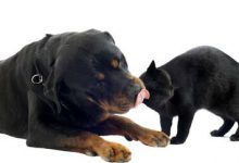 Bild von Niedliche Hunde Bilder Kostenlos bilder fürs handy