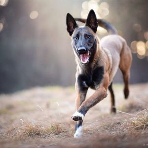 Niedliche Hundebilder Für Facebook 300x300 - Schäferhunde Rassen Bilder Kostenlos Herunterladen