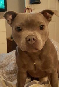 Pitbull Hund Bilder Für Facebook 205x300 - Rassehunde Bildergalerie