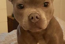 Bild von Pitbull Hund Bilder Für Facebook bilder fürs handy