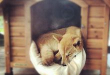 Bild von Pudel Ähnlicher Hund bilder fürs handy