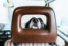 Bild von Rasse Des Hundes bilder fürs handy