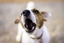 Bild von Rasse Jagdhund bilder fürs handy