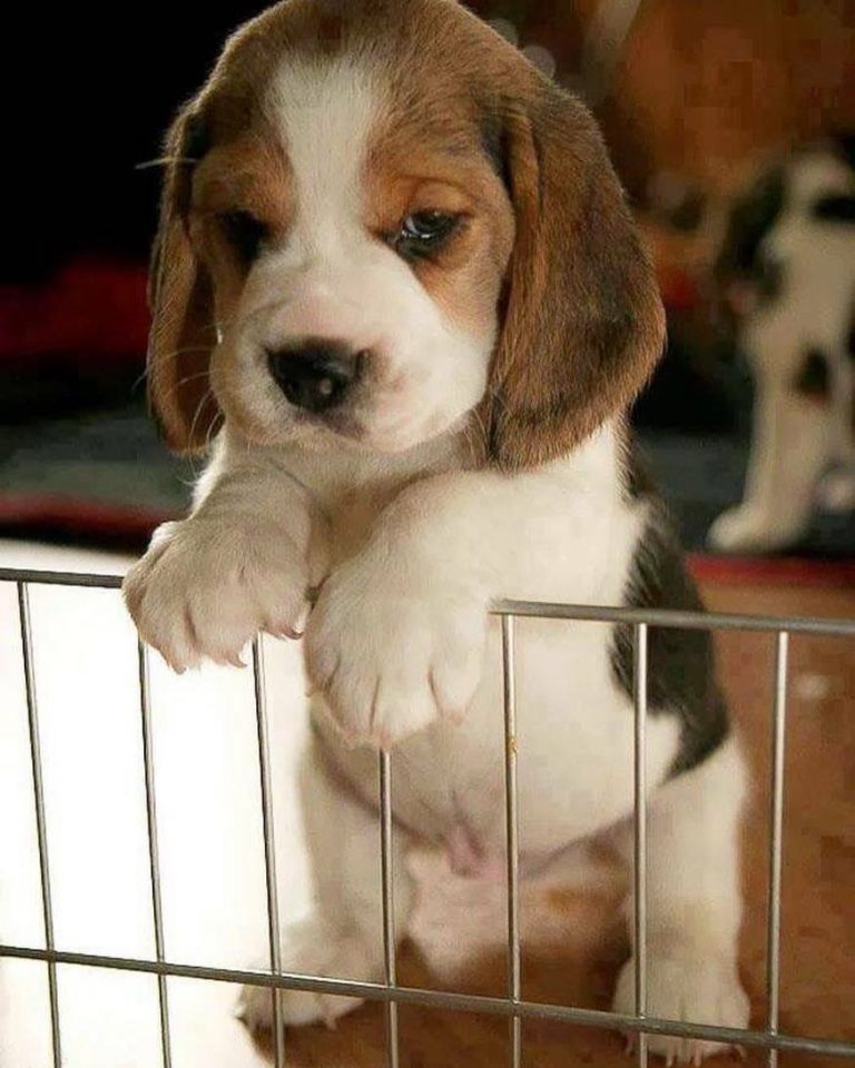 Rassehunde Bilder