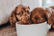 Bild von Rassehunde Bilder Für Facebook bilder fürs handy