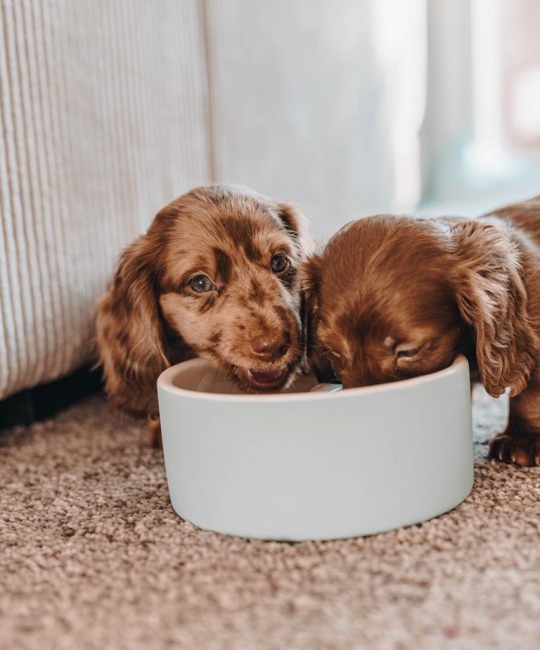 Rassehunde Bilder Für Facebook