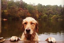 Bild von Rassehunde Bilder Kostenlos bilder fürs handy