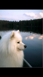 Rassehunde Bilder Kostenlos Herunterladen 169x300 - Kleiner Weißer Hund