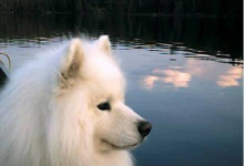 Bild von Rassehunde Bilder Kostenlos Herunterladen bilder fürs handy