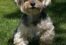Bild von Rassehunde Bildergalerie bilder fürs handy