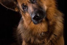Bild von Rassehunde Bildergalerie Für Facebook bilder fürs handy