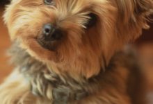 Bild von Rassehunde Bildergalerie Kostenlos bilder fürs handy