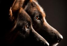 Bild von Rassehunde Groß bilder fürs handy