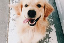 Bild von Rassehunde Liste bilder fürs handy