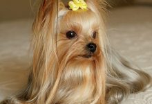 Bild von Rassehunde Mit Bild bilder fürs handy