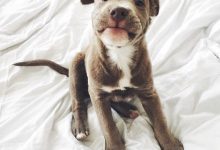 Bild von Rassehunde Terrier bilder fürs handy