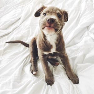 Rassehunde Terrier 300x300 - Süße Kleine Hunde Bilder Für Facebook