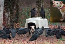 Bild von Rassehunde Übersicht bilder fürs handy