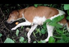 Bild von Rassen Der Hunde bilder fürs handy