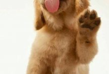 Bild von Rassen Hund bilder fürs handy