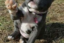 Bild von Rassen Von Hunden bilder fürs handy