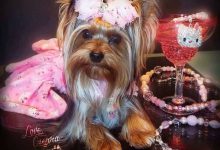 Bild von Rassenübersicht Hunde bilder fürs handy