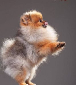 Rotbraune Hunderassen 267x300 - Hunde Bilder Kostenlos Ausdrucken Für Whatsapp