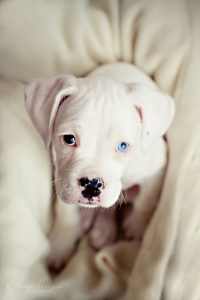 Sämtliche Hunderassen 200x300 - Süße Kleine Hunde Bilder Für Facebook