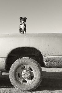Süße Hundebilder Kostenlos 201x300 - Bilder Von Einem Hund Kostenlos Herunterladen