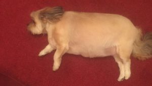 Schöne Große Hunde 300x170 - Kleine Mischlingshunde Bilder Kostenlos
