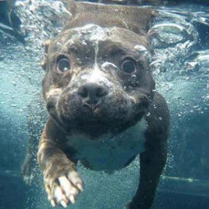 Schöne Hunde Bilder 300x300 - Kostenlose Hunde Bilder Für Facebook