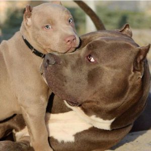 Schöne Hunderassen Mittelgroß 300x300 - Welpen Rassen Bilder Kostenlos