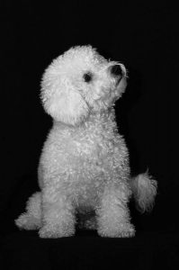 Schöne Mittelgroße Hunde 199x300 - Kleine Weiße Hunde Bilder Kostenlos Herunterladen